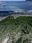 Варна - Водорасли