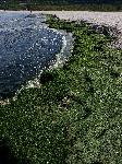 Варна - Водорасли