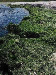 Варна - Водорасли