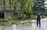 Клон падна върху минувач в центъра на София