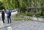 София - Счупен клон