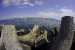 Морето край Варна стана изумрудено