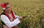 с. Странско - Жътва