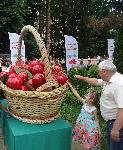 Кюстендил – Празник на черешата