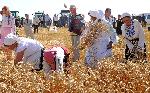 Започна основната жътва на пшеница в Силистренско