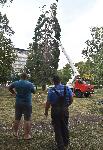 Мълния разцепи дърво в центъра на София
