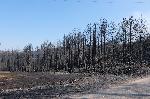 Кресна - Горски пожар