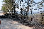 Кресна - Горски пожар