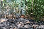 Пожар в Сакар планина