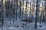 Кресненско - Горски пожари