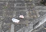 Перник - Убийство