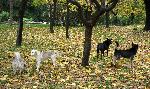 Варна - Бездомни кучета