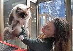 София – Изложба и конкурс на котки
