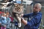 София – Изложба и конкурс на котки