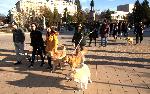 Силистра - Протест за кучета