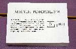 Генерал Тошево - Референдум