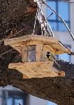 Варненските скаути поставиха къщички за птици из Варна