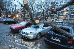 Дървета потрошиха автомобили в София
