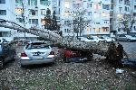 София - Паднали дървета