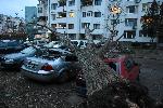 София - Паднали дървета