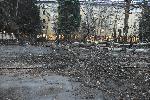 София - Паднали дървета