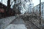 София - Паднали дървета
