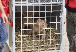 София - Изпращане на лъвчета за Холандия