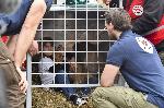 София - Изпращане на лъвчета за Холандия