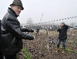 Село Сусам, Хасково - Зарязване на лозя