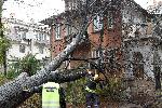София - Паднало дърво от силния вятър