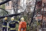 София - Паднало дърво от силния вятър