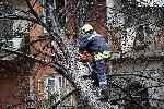 София - Паднало дърво от силния вятър