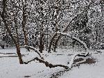 Варна - Сняг в морската градина