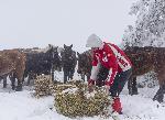 Коне бедстват и умират в Осоговската планина  ( Снимки 18+)