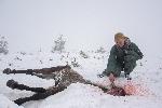 Кюстендил - Бедстващи коне