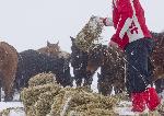 Кюстендил - Бедстващи коне
