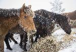 Кюстендил - Бедстващи коне