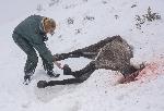 Кюстендил - Бедстващи коне