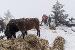 Кюстендил - Бедстващи коне