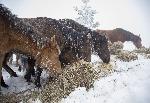 Кюстендил - Бедстващи коне