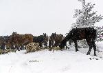 Кюстендил - Бедстващи коне