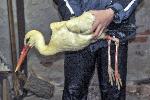 Силистра - Спасители на щъркели