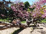 Варна - Кривото дърво