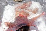 София - Протест на вегани на булевард Витоша