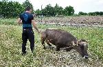 Село Копиловци - Кравата Пенка