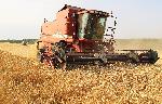 Балчик - Жътва на пшеница