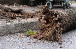 Благоевград – Паднало дърво