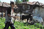 Шарково - Протестиращи охраняват стадо от евтаназия