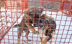 Пловдив - Общински приют за безстопанствени кучета