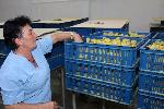 ХАСКОВО - Протест на работници от ферма за патици срещу БАБХ